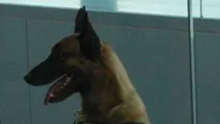 De necrezut ce a descoperit acest câine polițist la un control de rutină în tren!
