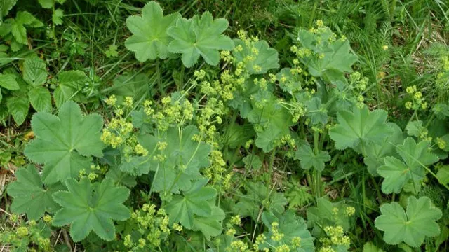 Această plantă este cel mai puternic remediu natural pentru femei. Sigur nu ştiai asta