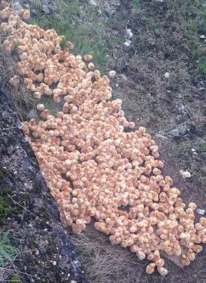 Se plimba prin pădure când a făcut o descoperire șocantă. Ce se întâmplă acolo?