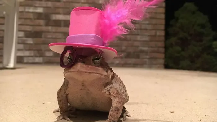 O broască râioasă prezintă moda. Ce idee hilară a avut acest american
