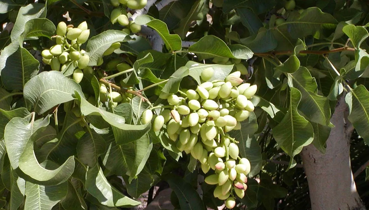 Planta considerată “aurul verde” al planetei: aduce fericire, căldură şi încălzeşte un oraş întreg