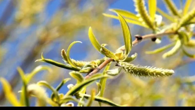Unde se pune, de fapt, salcia sfinţită de FLORII? Toată lumea face această mare greşeală
