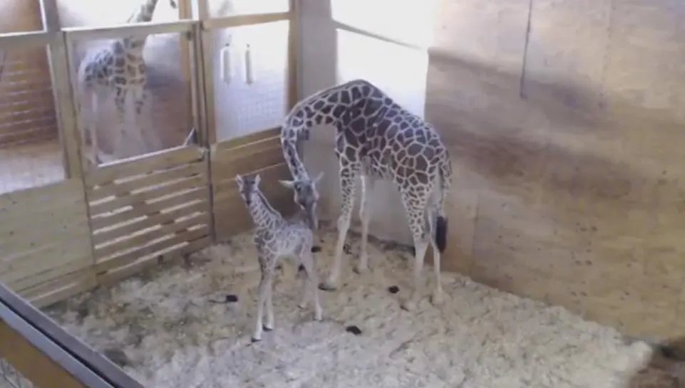 VIDEO. Peste un milion de oameni au urmărit o girafă care a dat naştere puiului său