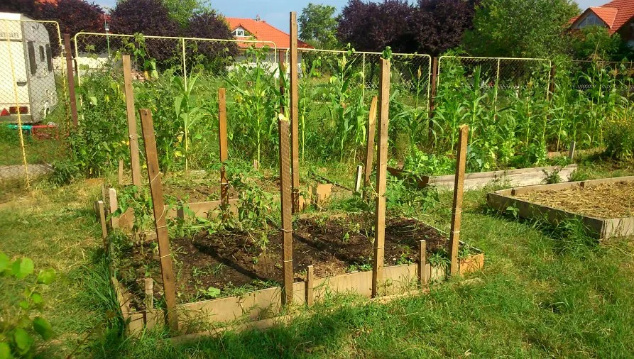 Descoperire şocantă într-o grădină din România