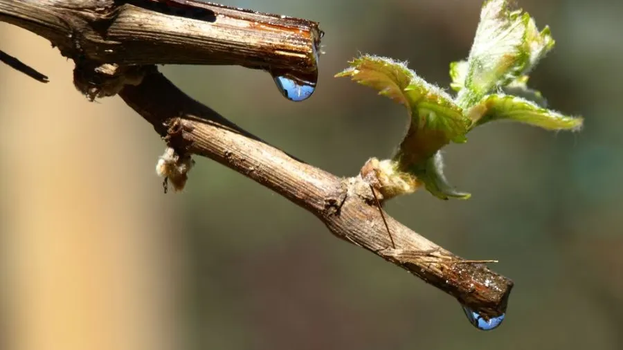 Terapia uimitoare care vindecă peste 100 de boli. Ce sunt lacrimile viţei de vie