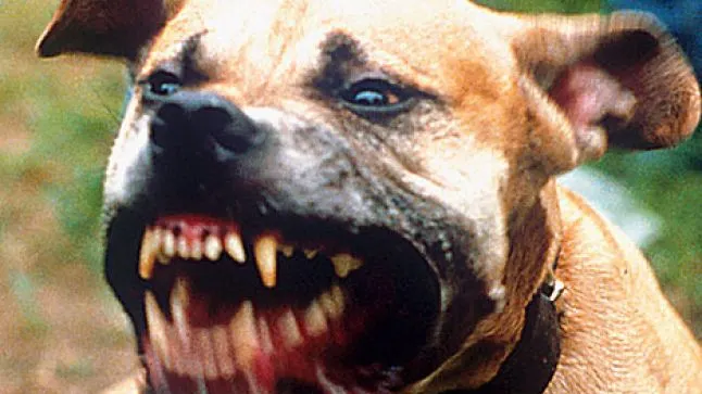 Fetiţă de doi ani, atacată de un pitbull la locul de joacă. Fiara i-a prins tot capul între dinţi