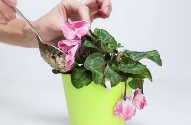 3 ingrediente care îţi readuc la viaţă florile ofilite