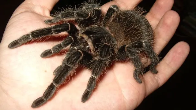 20 de tarantule, uitate într-un tren din Germania: descoperirea care a alertat poliția