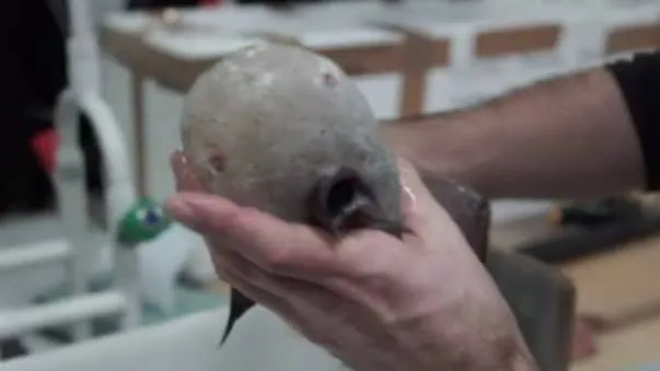 Seamănă cu un extraterestru! Incredibil ce au descoperit cercetătorii în adâncuri. Arată HORROR!