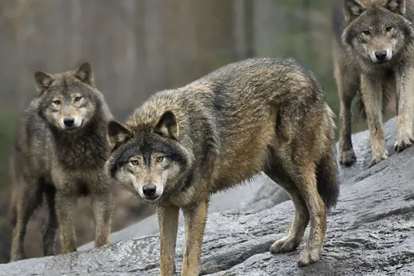 Incredibil! Un lup sălbatic a fost capturat pe aleile unui parc dintr-un mare oraș din România