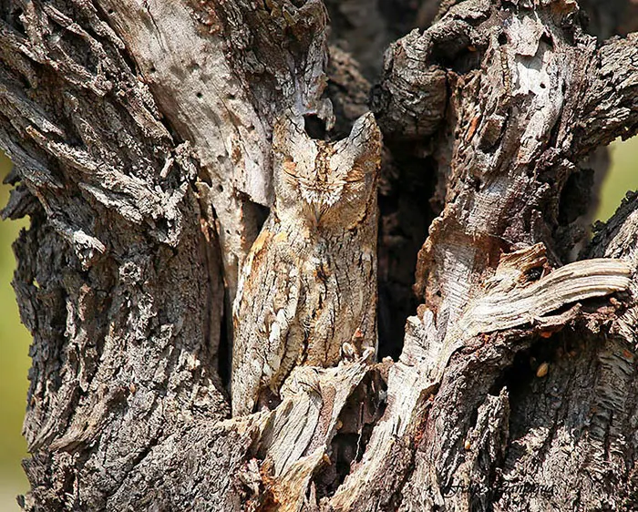 Pozele la care nu ai cum să nu te uiți de două ori: Cum se camuflează animalele