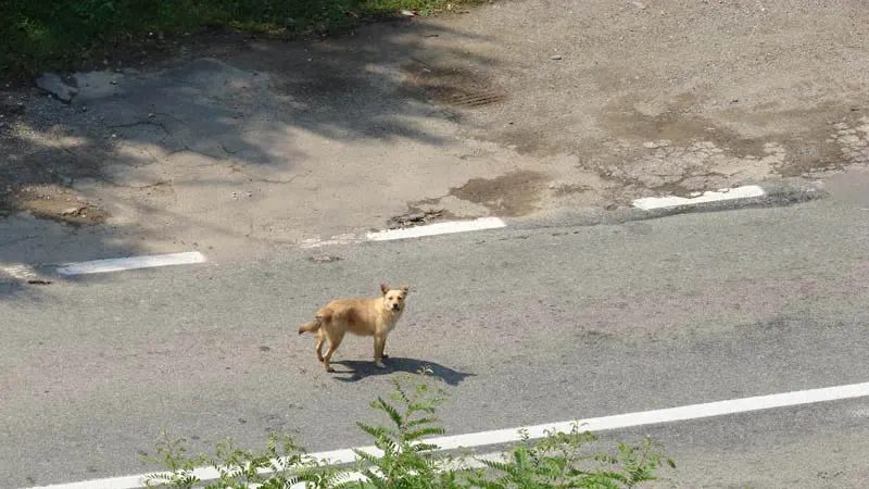 Accident provocat de un câine. Mama şi cei doi copii au fost răniţi 