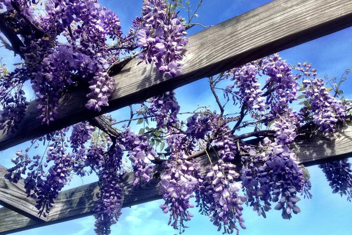 Acest arbore căţărător, întâlnit cel mai des în Italia, este foarte uşor de plantat în grădina ta