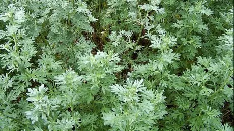 Planta care poate vindeca HEPATITA! Mulți o consideră buruiană