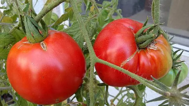 Cum deosebeşti roşiile româneşti de cele de import
