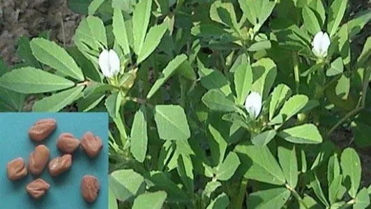 Schinduful, elixirul tinereţii şi al vitalităţii. Plantă care vindecă infertilitatea