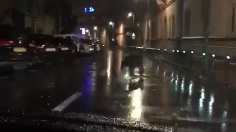 Panică în Brașov. Un urs a alergat noaptea trecută printre trecători și mașini