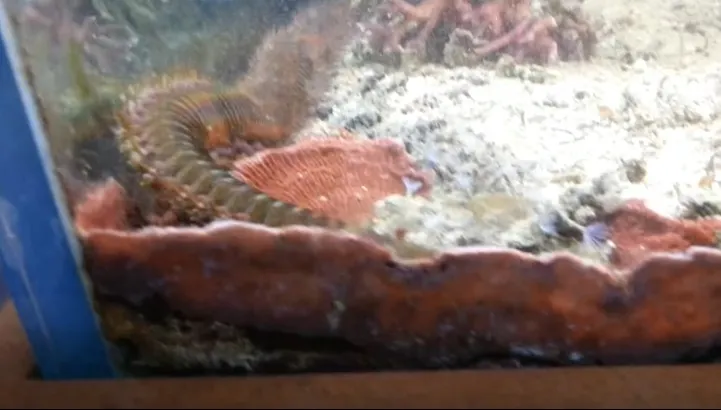 După doi ani, a mutat acvariul. GROAZNIC - ce a descoperit că TRĂIA în bazin, fără ştirea lui