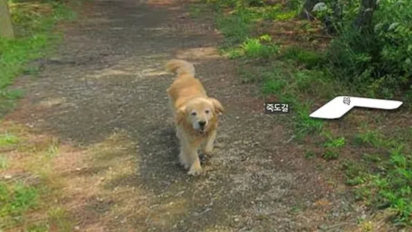 Ăsta este cel mai adorabil câine din ISTORIE! A făcut furori pe internet cu gestul său