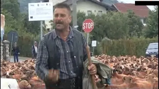 Protest cu 3.000 de oi la primărie. Care sunt nemulţumirile ciobanilor