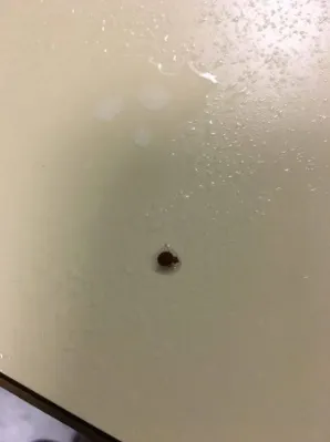Cum să scapi de ploșnițe de pat. Soluții naturale pentru a le elimina - Cum îți dai seama că ai în casă