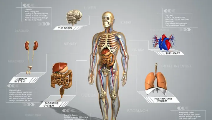 SUBIECTE și BAREM ANATOMIE BAC 2017. Subiectul care a dat bătăi de cap elevilor - LIVE UPDATE