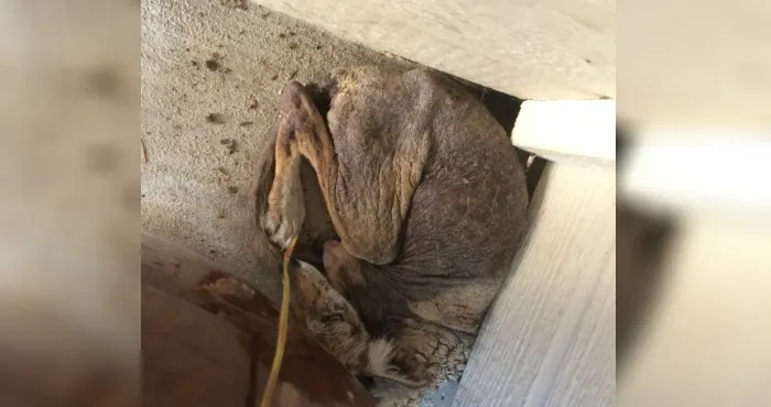 A zis că a găsit un câine rănit pe verandă.L-a îngrijit şi crescut.Când a văzut ce animal e, a fugit