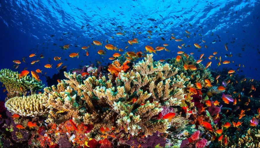 Un recif de corali URIAȘI, descoperit în largul insulei Tahiti! De ce este INCREDIBILĂ descoperirea