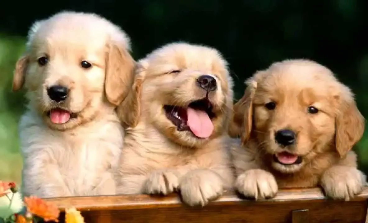 Cele mai amuzante fotografii cu pui din rasa Golden Retriever! Râzi cu lacrimi