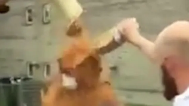 Șocant! Au vrut să urmeze un ritual străvechi, dar i-au dat foc! A căzut la pământ, în agonie