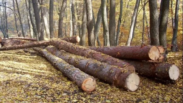 TĂIERILE ILEGALE, stopate la Senat! Proiect pentru exploatarea lemnului din păduri