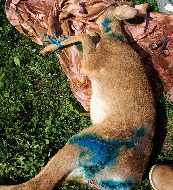 Câteva zeci de căprioare, cerbi și alte animale, găsite moarte pe câmp, în județul Arad