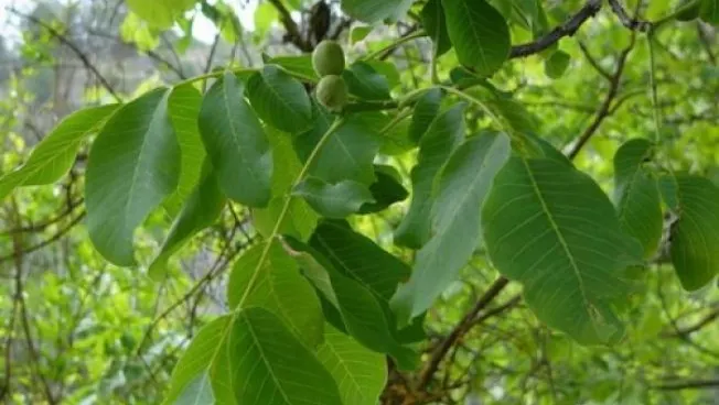 Şi-a înfăşurat gleznele în frunze de nuc. După 20 de minute, miracolul s-a produs. Uimitor