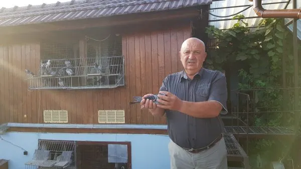 Porumbiţa care costă cât o maşină. Se numeşte Lady Gaga şi e curtată de numeroşi investitori