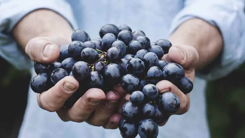 Beneficiul neştiut al consumului de struguri. Sigur nu ştiai asta