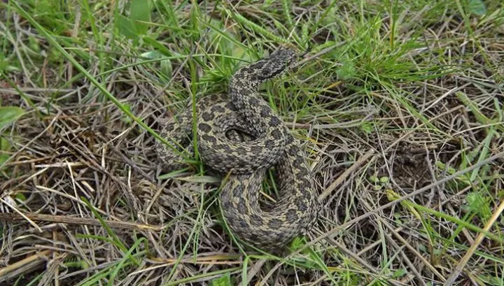 Locul din România unde trăiește un animal biblic, UNIC în lume