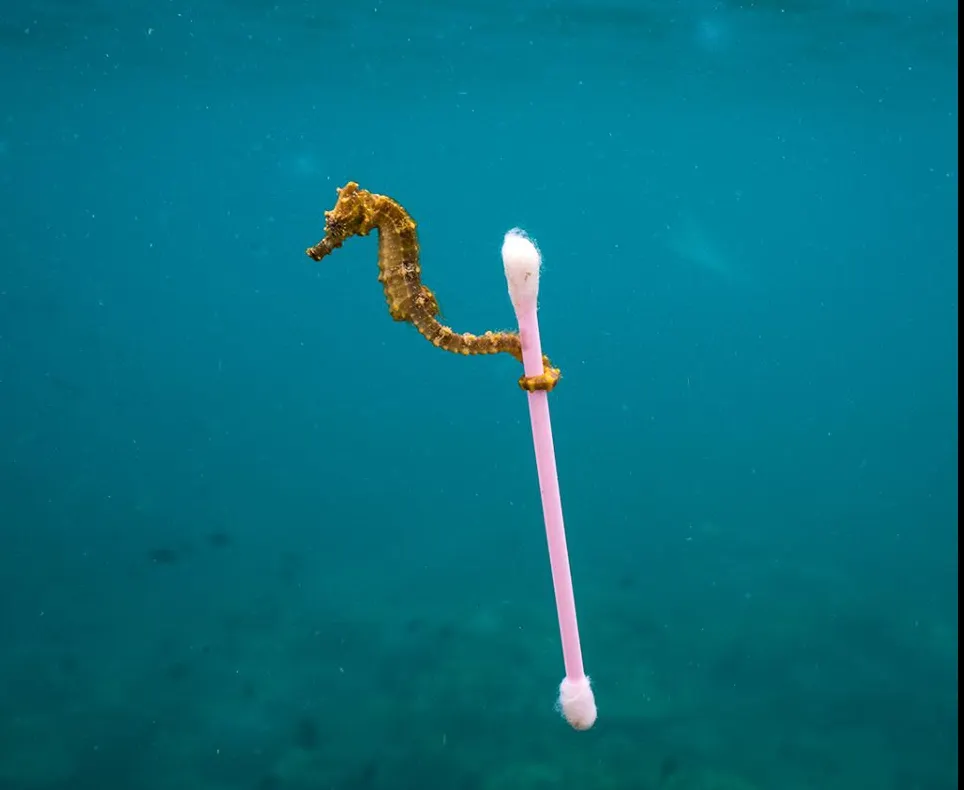Fotografia EMOŢIONANTĂ cu un căluţ de mare care a devenit VIRALĂ: arată o realitate tristă