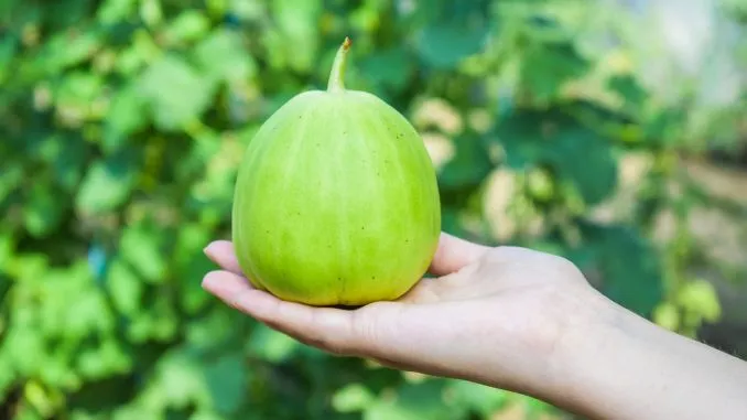 Pepenele "de-o persoană" - fructul foarte aromat care se cultivă în România