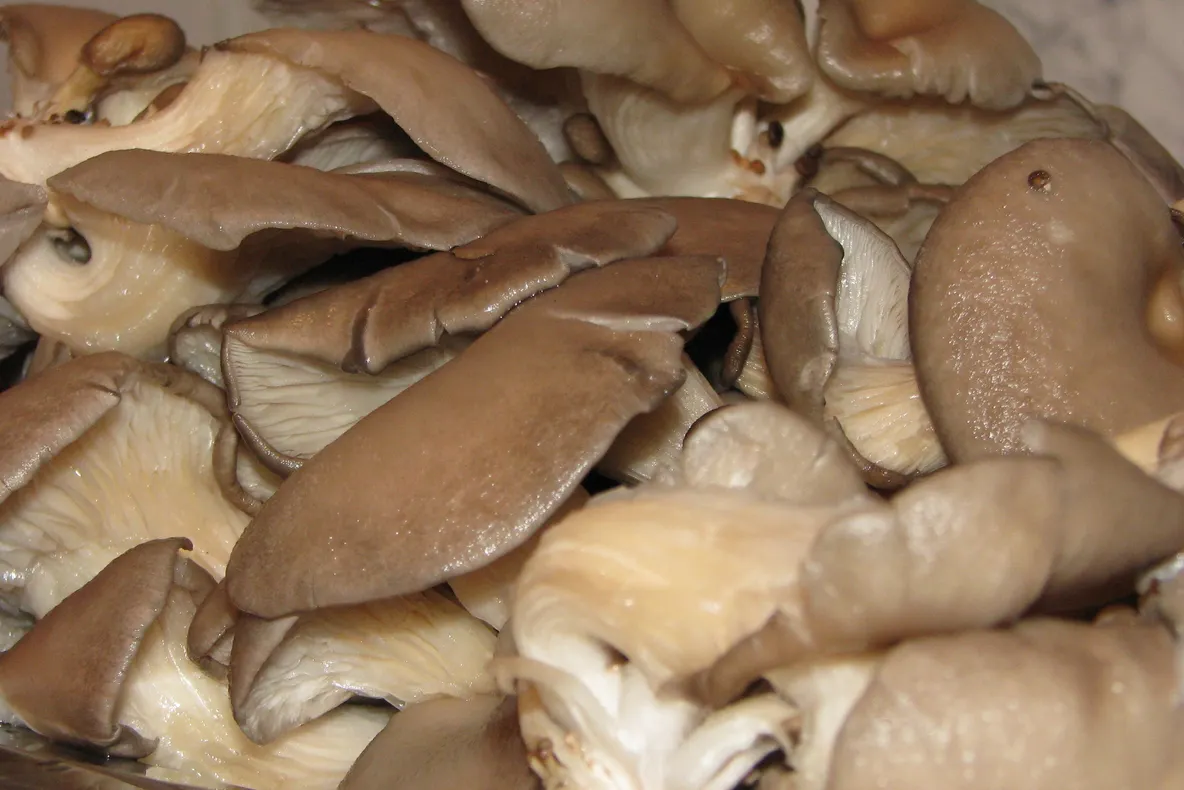 Ce sunt, de fapt, ciupercile PLEUROTUS. Se găsesc şi la noi în magazine. Mai cumperi?