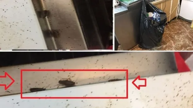 Patiserie PLINĂ de gândaci și mizerie în Constanța. Inspectorii ANPC au fost ȘOCAȚI