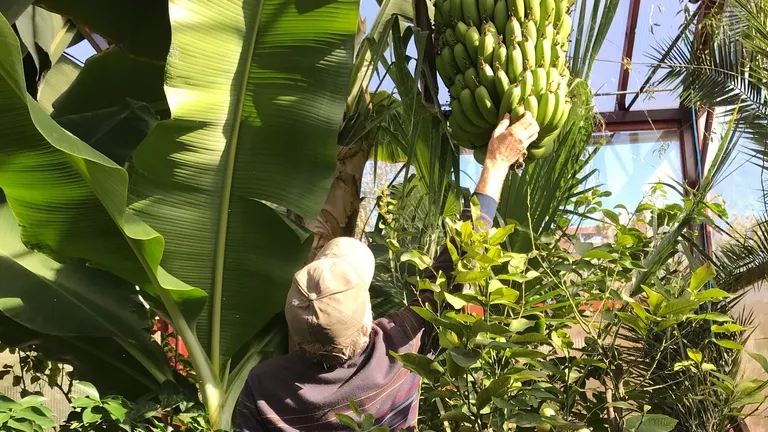 VIDEO. SERA CU MINUNI din România: bananieri uriaşi şi smochini. Toată lumea a rămas uimită