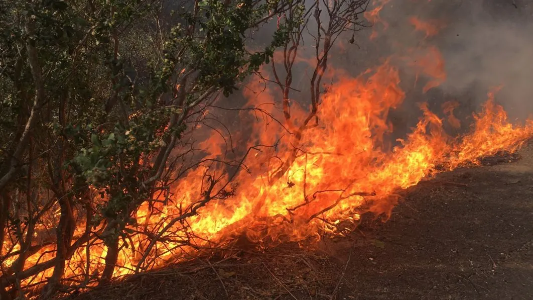 Incendii devastatoare în SUA. Cel puțin 11 oameni au murit