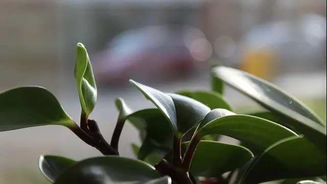 Amestecă piper cu puțin ulei și stropește plantele de apartament. Ce se va întâmpla imediat? Genial