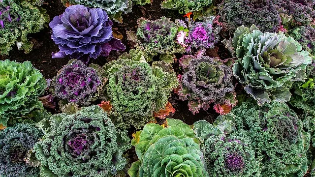 Trucul genial care face ca plantele în ghiveci să crească spectaculos. Ce să torni peste ele 