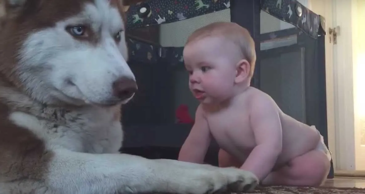 Mama a lăsat bebeluşul de 1 an singur în cameră cu un husky. Când s-a întors, a regretat amarnic