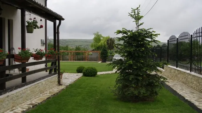 Să NU plantezi niciodată un brad lângă casă! MOTIVUL, incredibil!