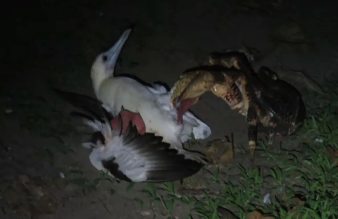 Scena macabră care i-a şocat pe cercetători: un crab gigantic a vânat şi a devorat o pasăre