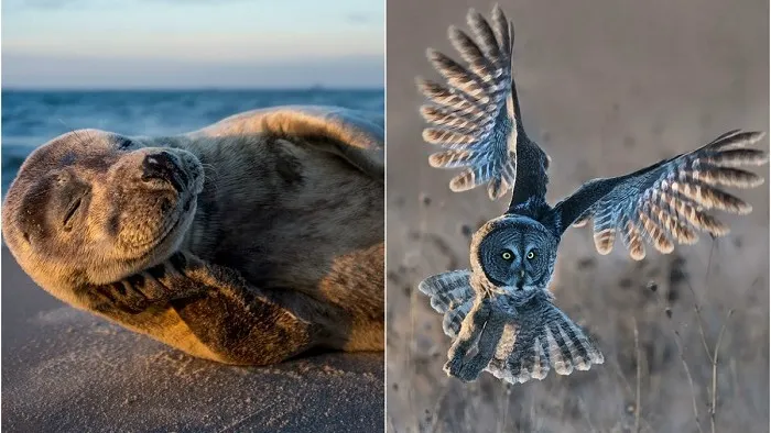 Cele mai bune fotografii ale lumii sălbatice, premiate la concursul Nature Photographer of the Year 