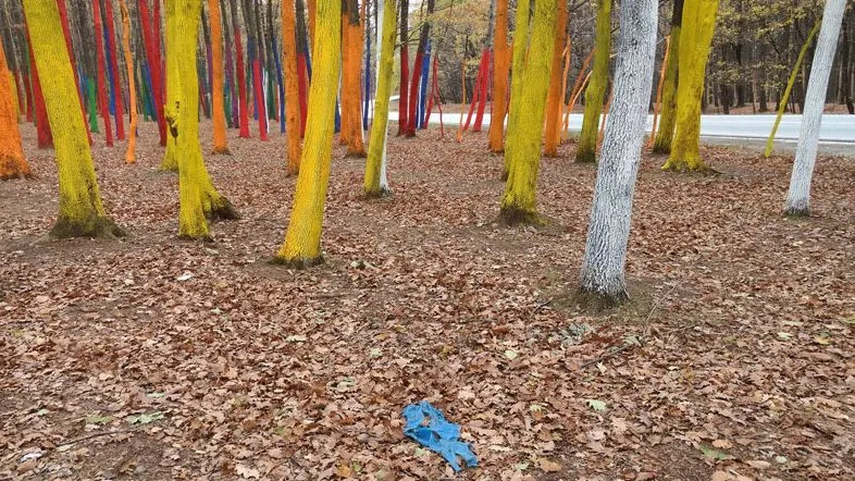 Pădurea bizară din România. Este locul preferat al cuplurilor