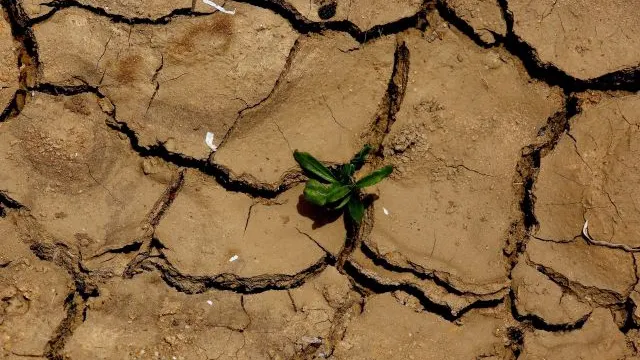 Secetă în România | Prăpăd de la o zi la alta: peste 600.000 de hectare afectate